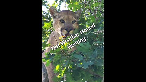 Hot weather hound hunting gatos, lions and bobcats