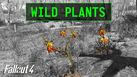 Fallout 4 | Wild Plants - Unmarked Locations