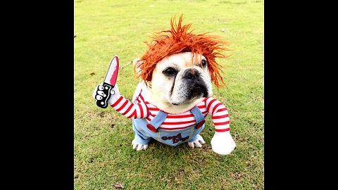 Funniest and Smartest Dogs
