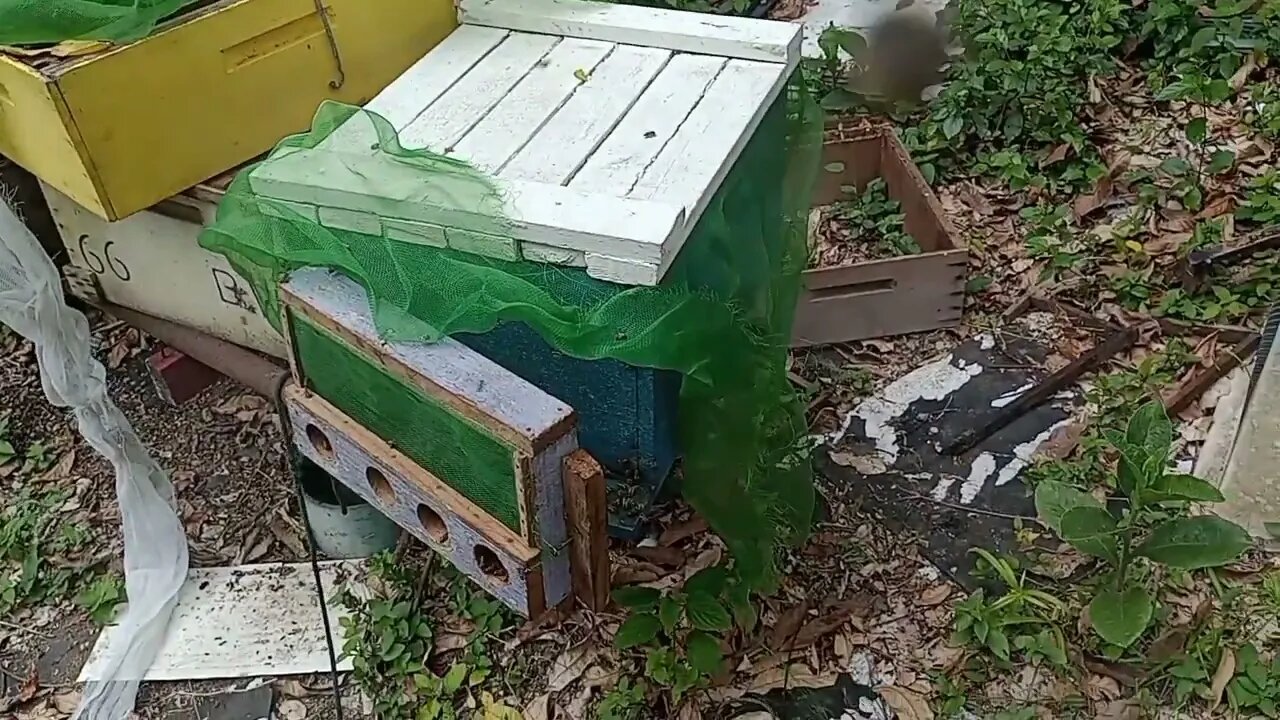 fui levar a colmeia do terraço no apiário veja como está #abelhasapis