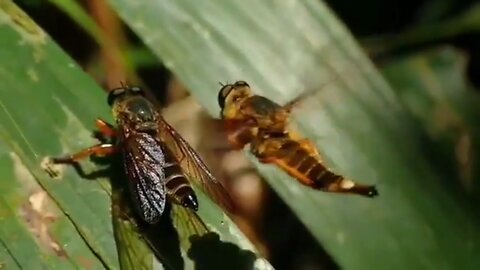 The mating dance of the robber fly