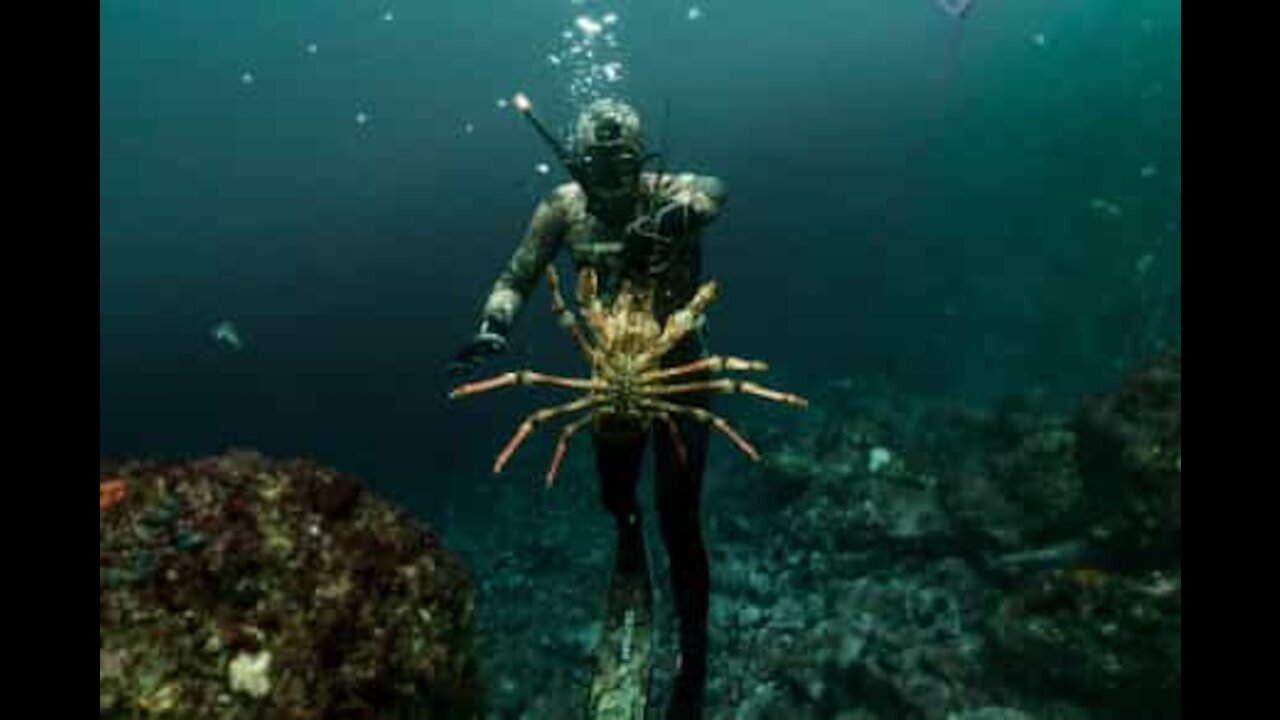 Ce plongeur se filme en train de pêcher le homard