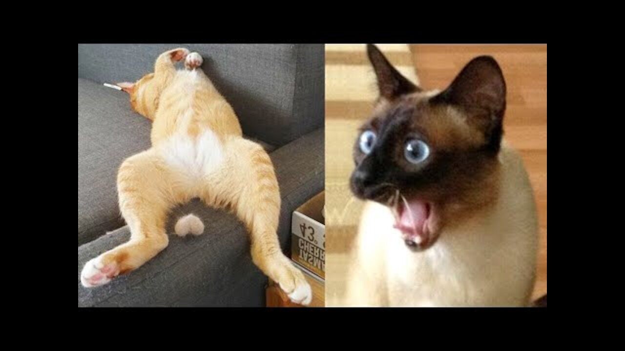 Omg So Cute Cats Best Funny Cat Videos 2021