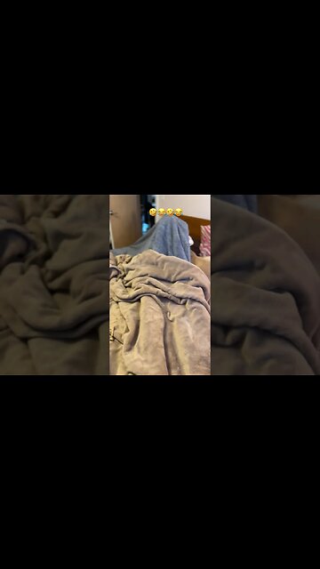 A ghost in the 🛌??🤣😂🤣 #happy #dog #like #puppy #meghan #love #shortsvideo #subscribe #funny