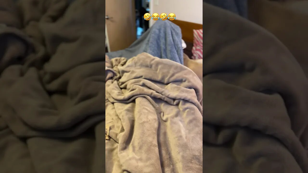 A ghost in the 🛌??🤣😂🤣 #happy #dog #like #puppy #meghan #love #shortsvideo #subscribe #funny