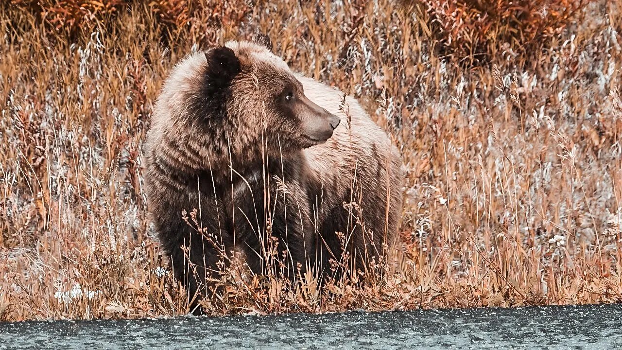 5 Most BEAUTIFUL Alaskan Highway Wild Animals