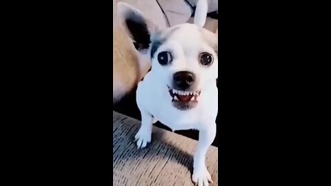 funny dogs