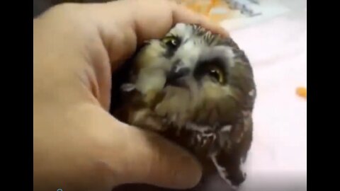 (See) Wild Cute Animals Showing Love to Human