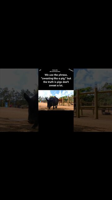 Pigs Don't Really Sweat #pig #shorts