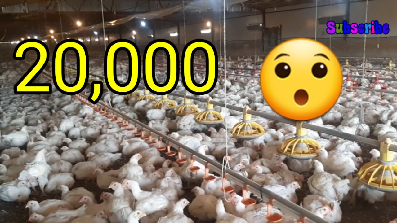 Chicken farm | chicken farm work |