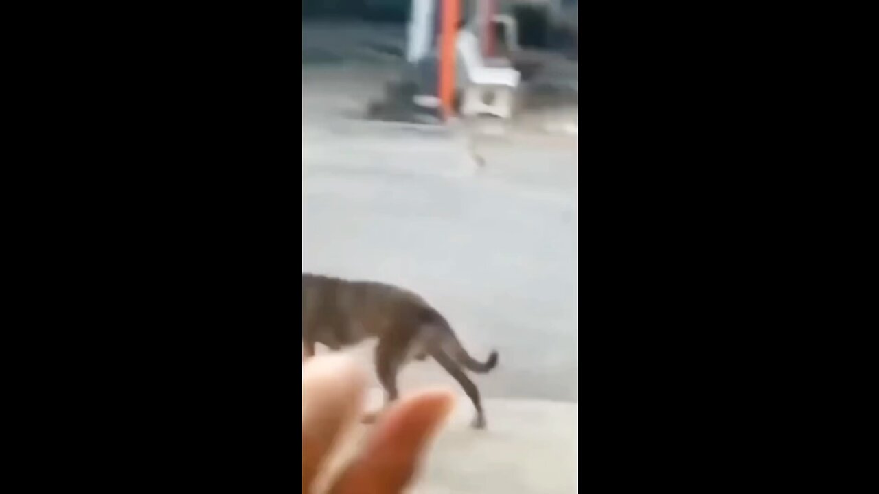 Funniest animals part 3