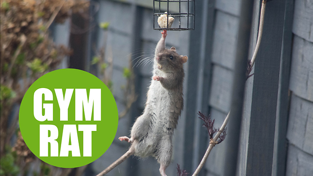 Moment acrobatic rat is caught raiding the bird feeder