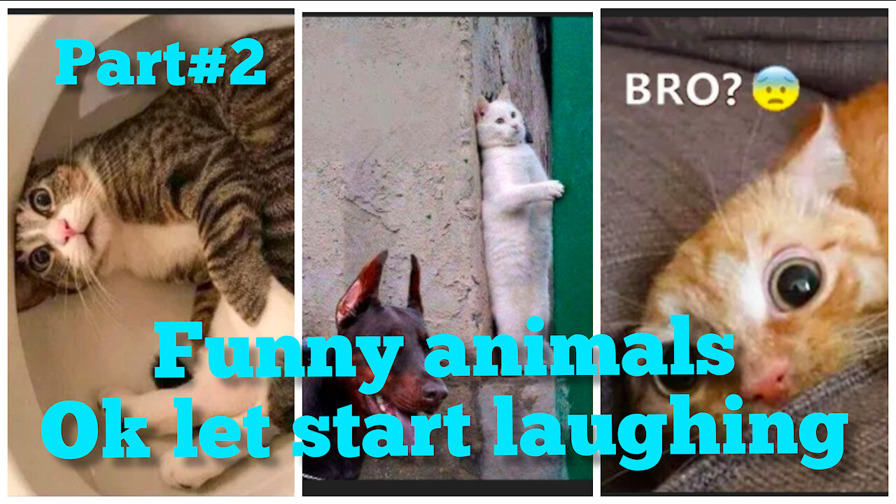 Funny animals laughing videos part 2