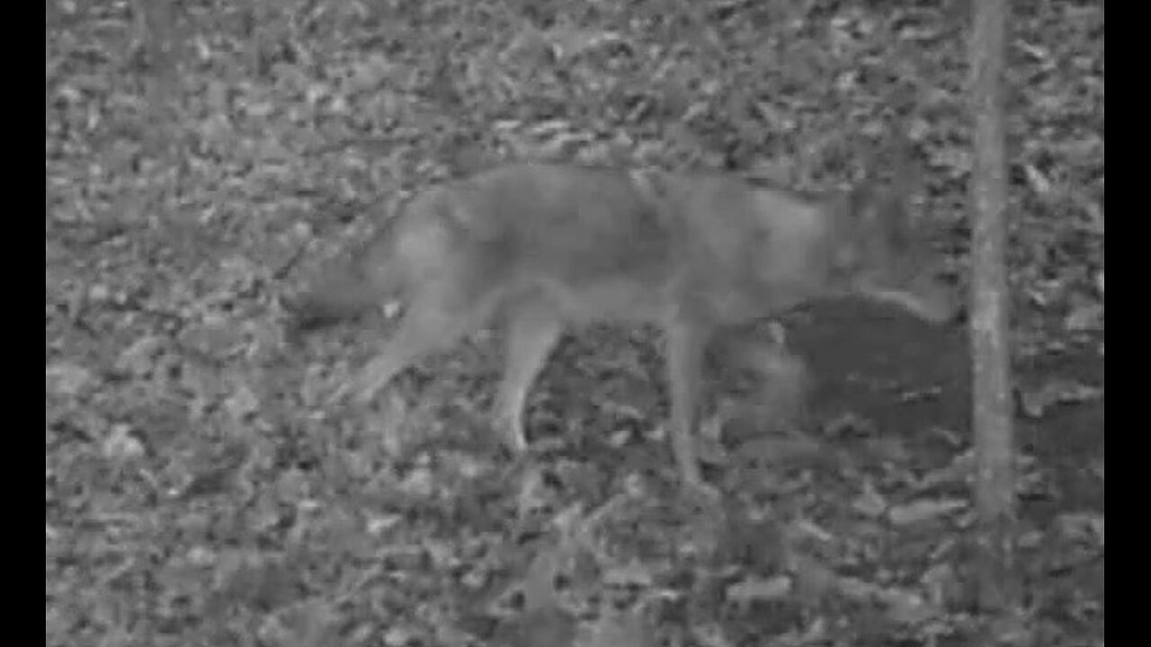 Coyote at the Cabin 4-12-2024