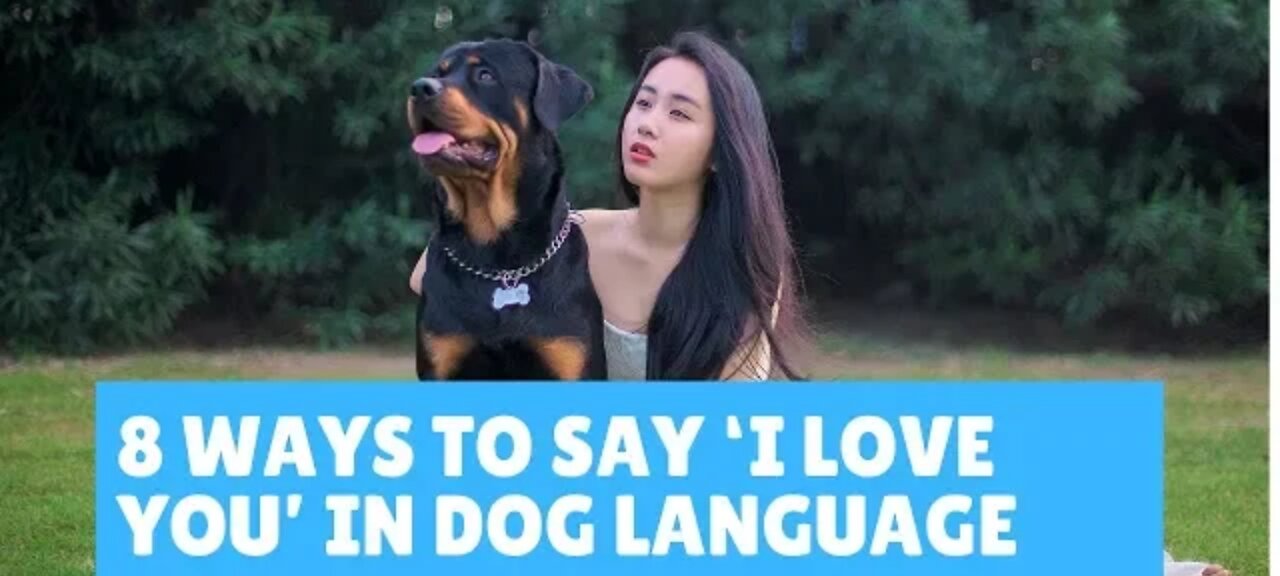 8 way to say i love you to your lovely dog.