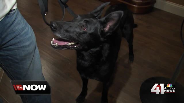 Company allows parents to rent drug-sniffing dog