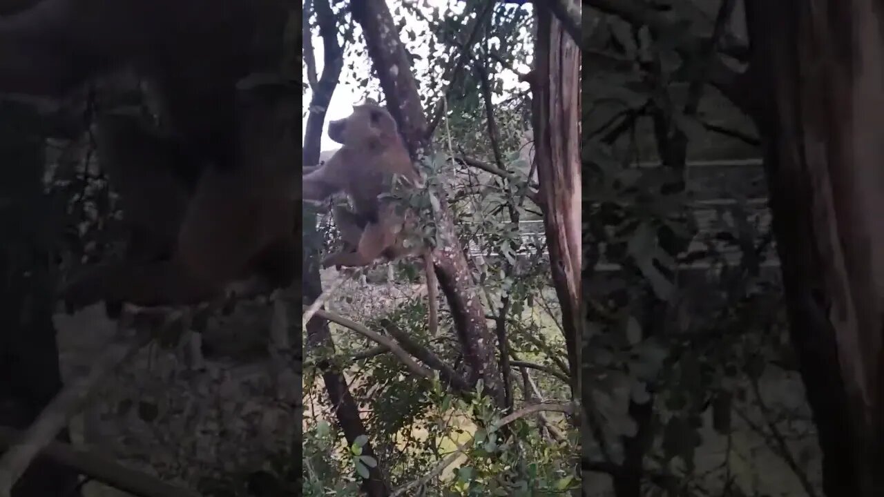 monkeys snacking #relaxing #lions #nature #travel #wildlife #viral #animals #love#cat#short#monkey