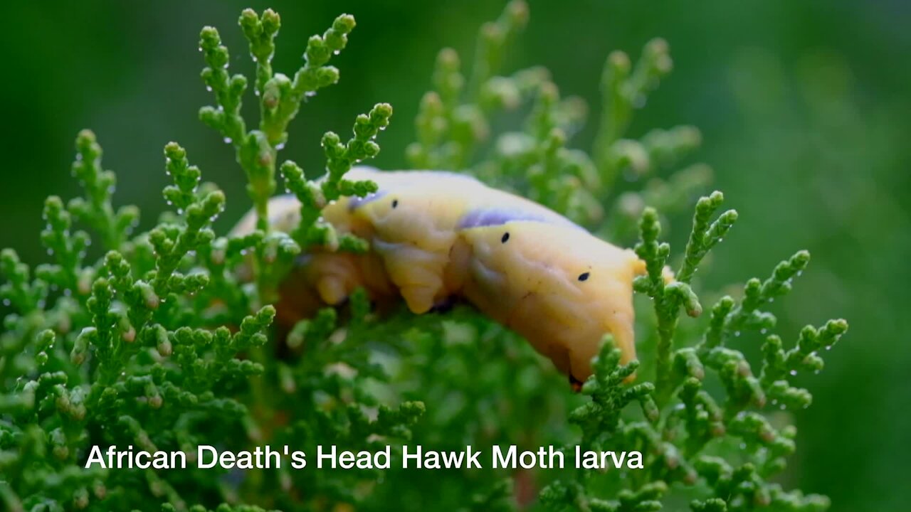 SOUTH AFRICA - Cape Town - African Death's Head Hawkmoth larva (Video) (HkX)