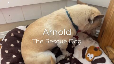 Do You Know Someone Like Arnold?