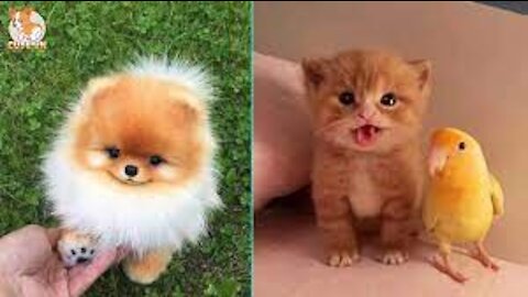 Funny Animals Video - Tik Tok Animal Video