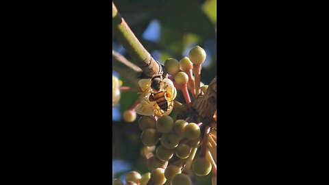 Bubble Bee focus on work