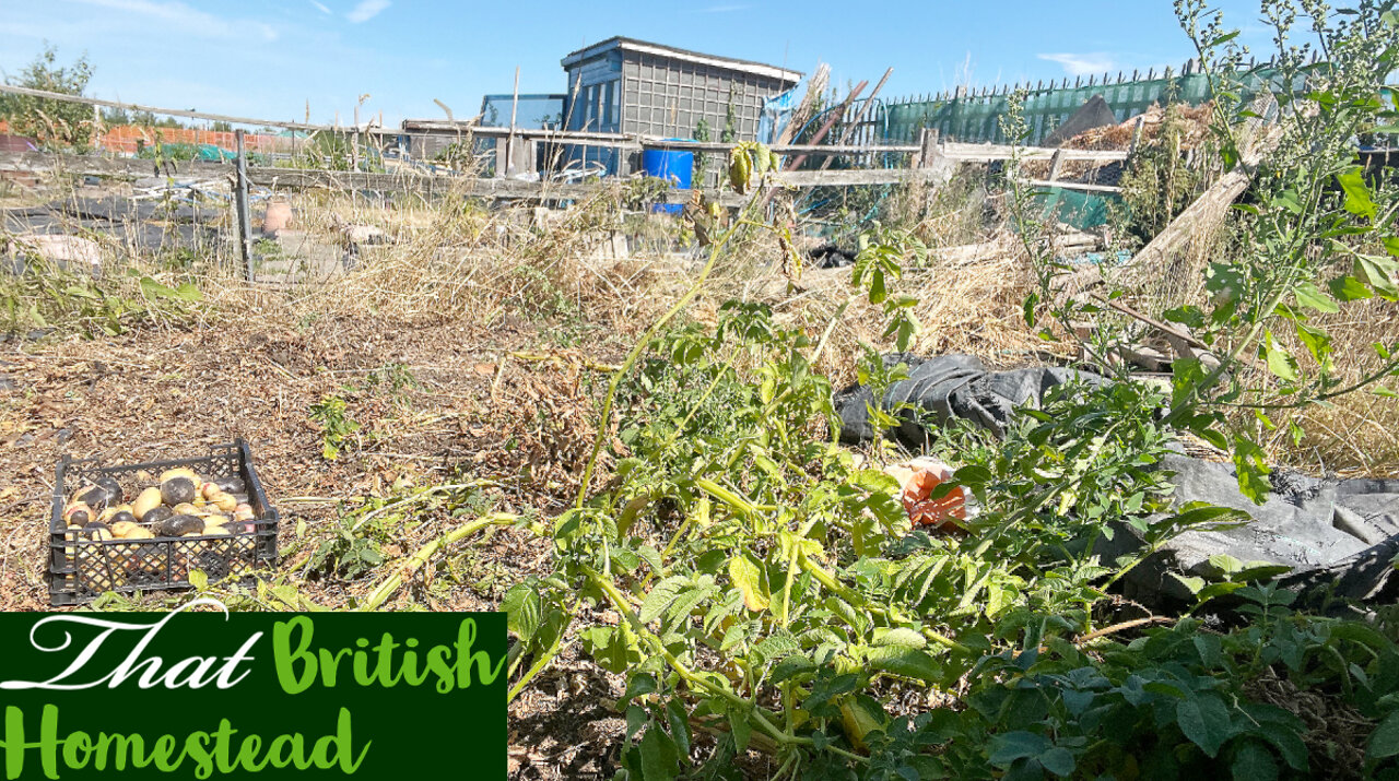 HEATWAVE hits all time high! and a Cheeky harvest!: Allotment Garden