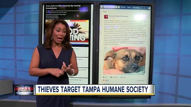 Thieves target Tampa Bay Humane Society after Irma