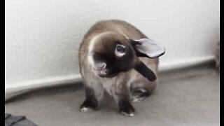 Rencontrez cet adorable lapin à la tête inclinée