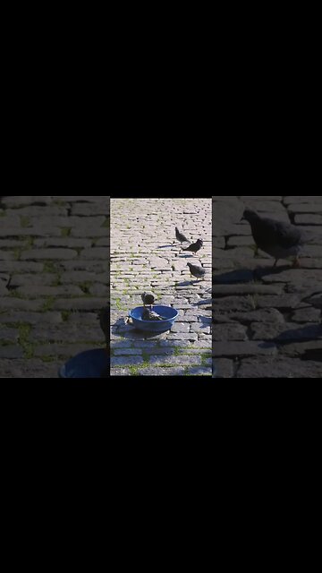 Relaxing Nature Video