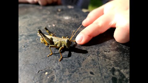 Grasshopper Close-Up