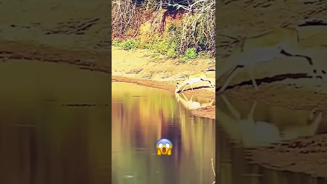 Deer Drinking and Waiting Credits Unknown 🎥