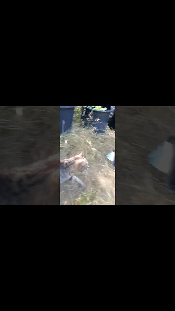 Mother Cat Escaping At Less Than A Zoom