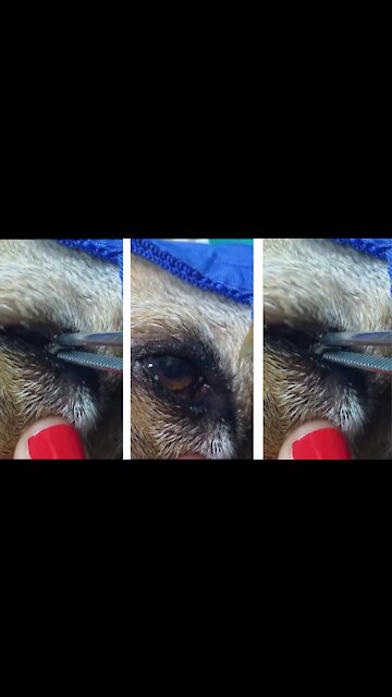 Puling out a Foxtail from a dogs eye |susantha 11 |#shorts