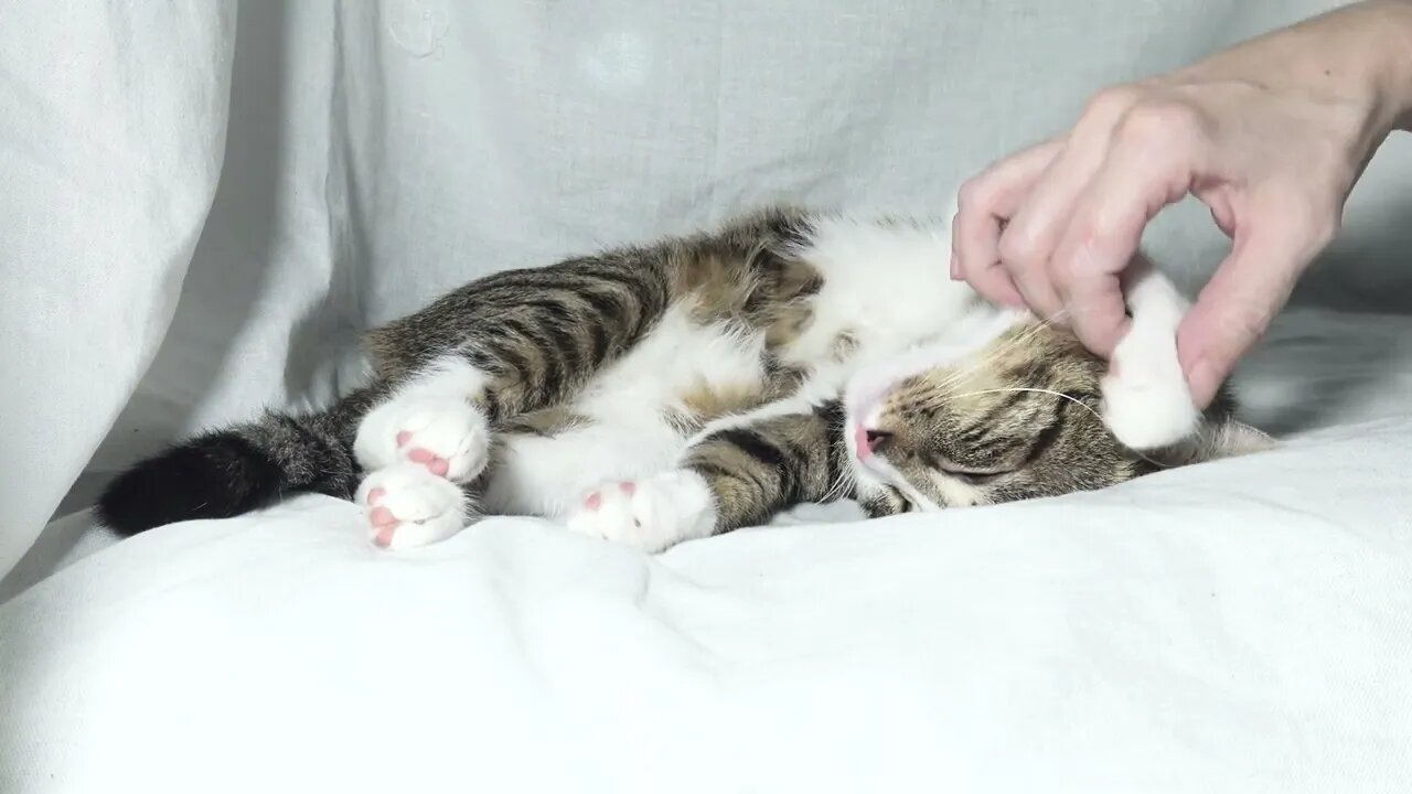 Lazy Kitten Sleeps on His Head