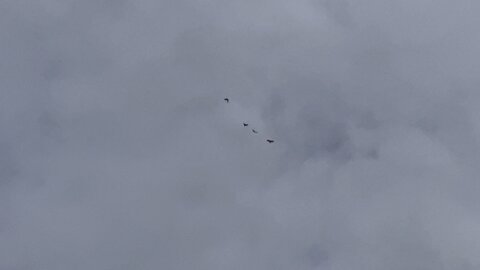 Red-Tailed Hawk messing with the wrong Black Crows