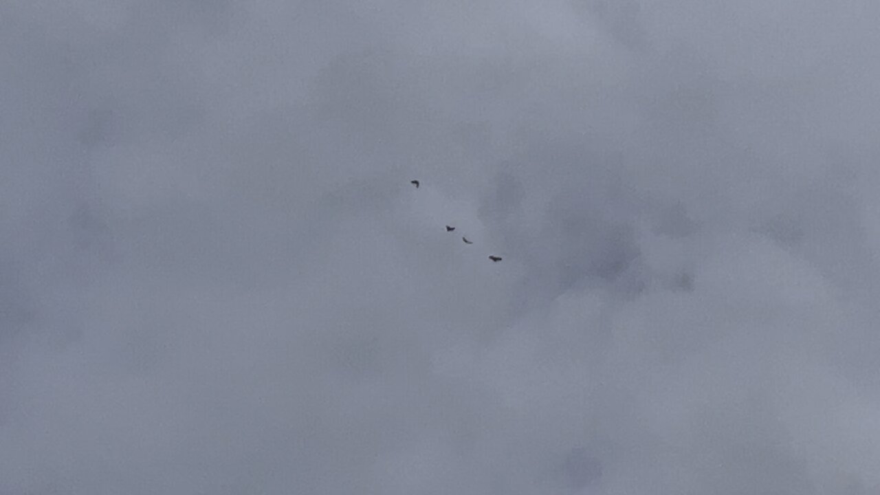 Red-Tailed Hawk messing with the wrong Black Crows