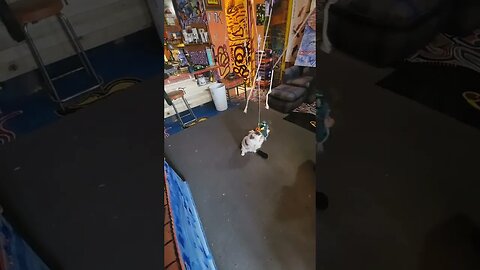 I LOVE MAKING LIFE HAPPY CAT