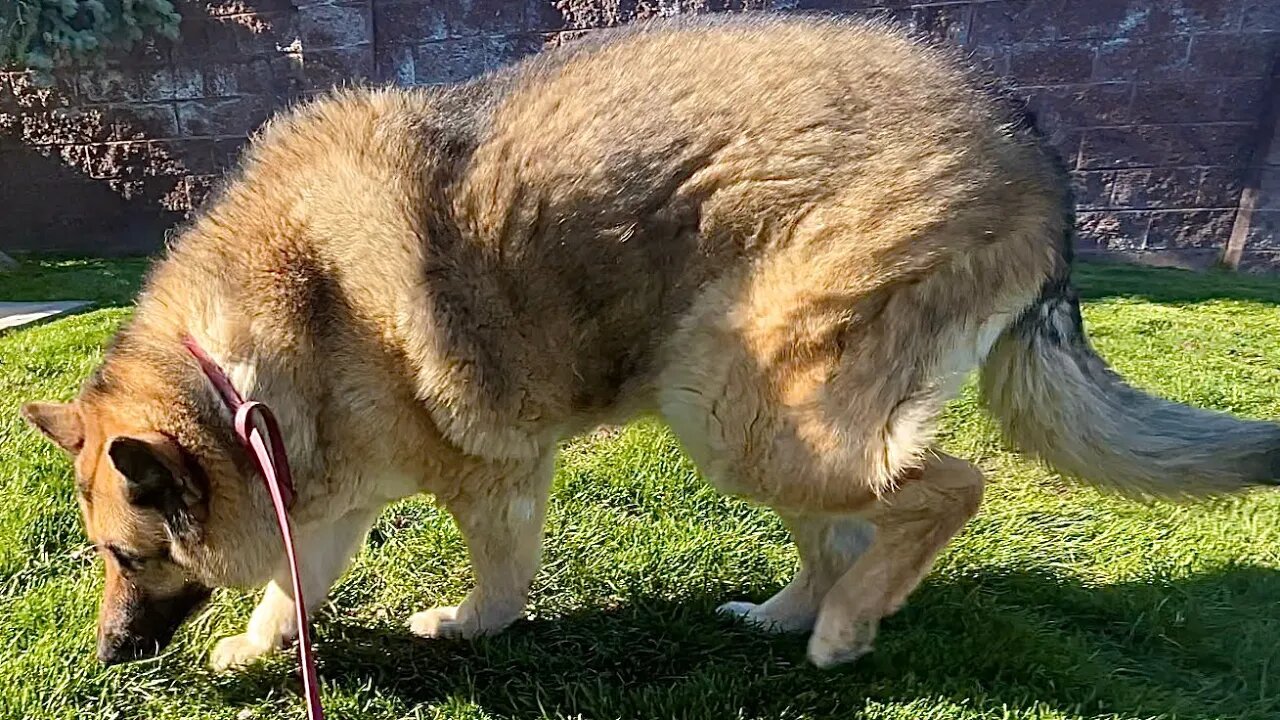 I TOOK ON A MASSIVE GERMAN SHEPARD TODAY!