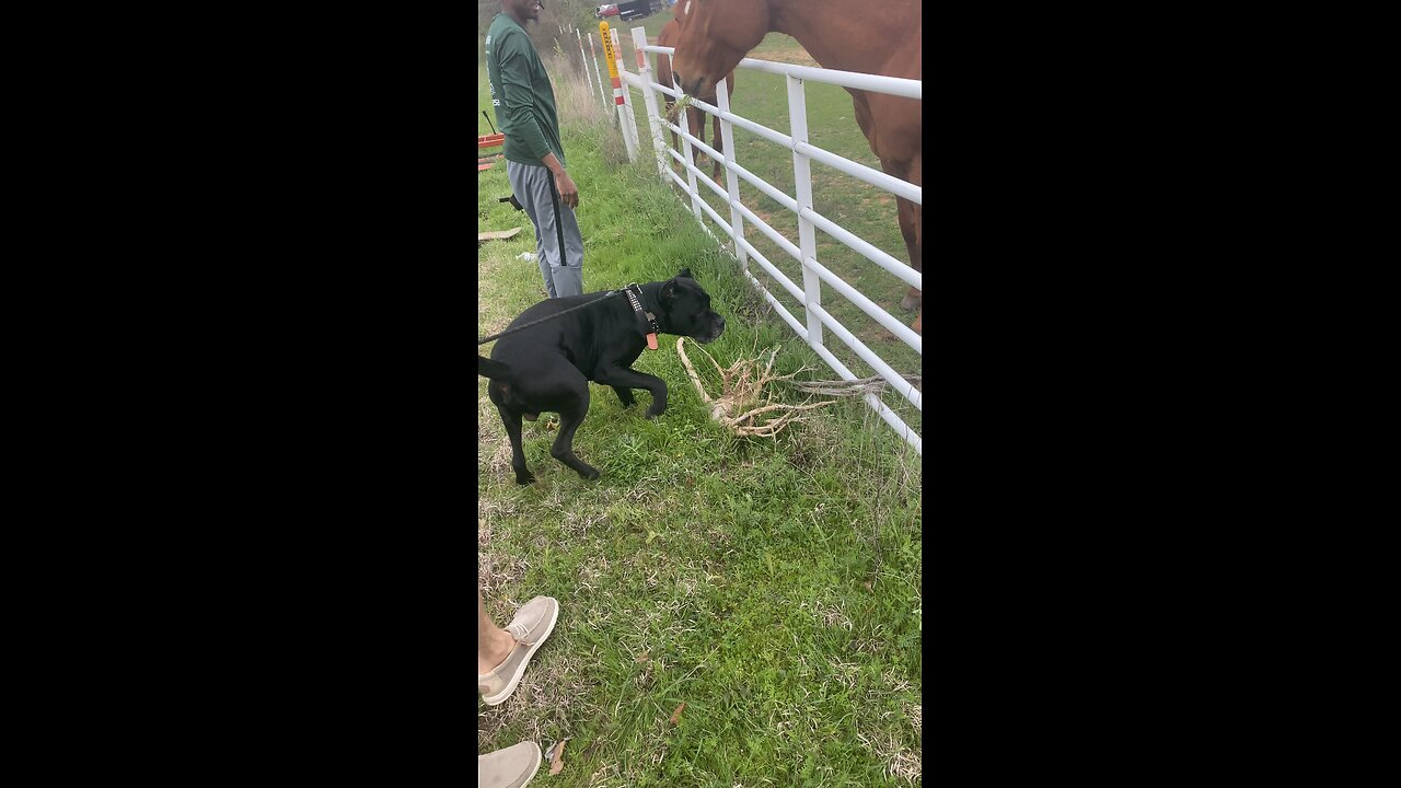 Petting horses