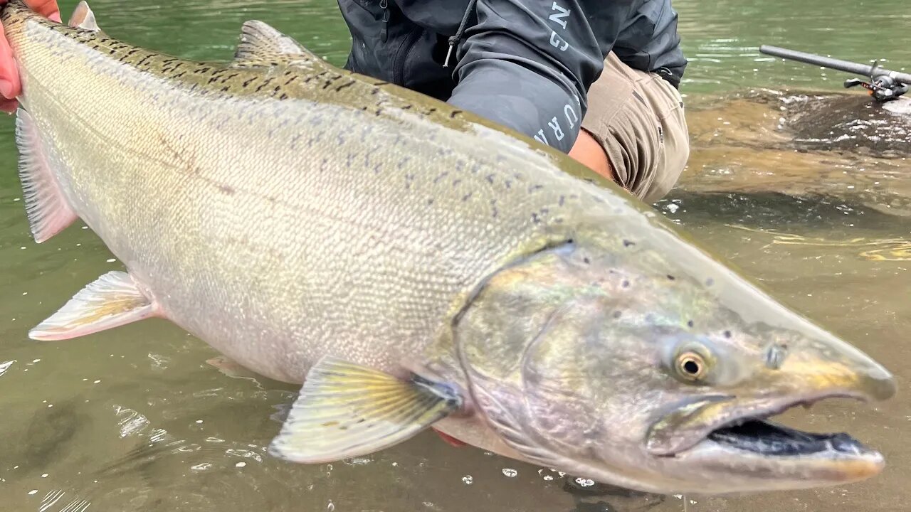 Small River Salmon Fishing | Bobbers, Baits and Holding Water