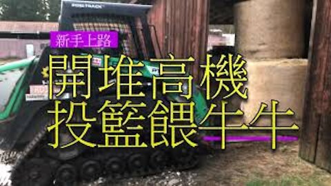 美國生活｜新手開推土機遇貪吃牛「一關鍵」突破重圍完成任務！Feeding Bull and Cow - Beginner drive a bulldozer