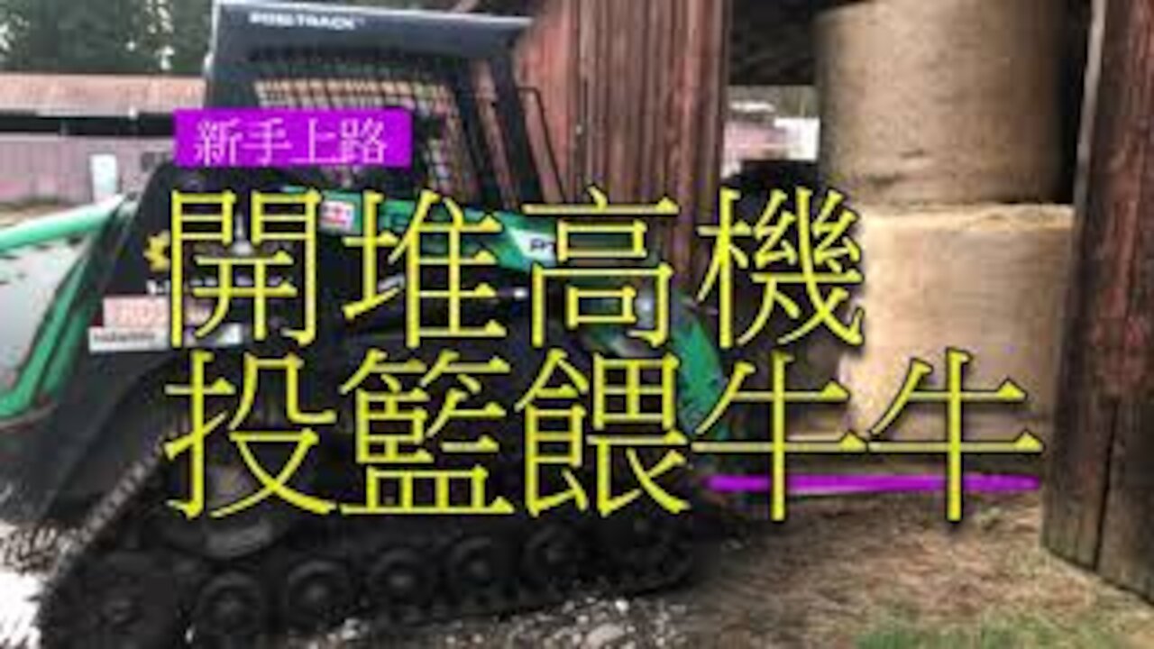 美國生活|新手開推土機遇貪吃牛「一關鍵」突破重圍完成任務!Feeding Bull and Cow - Beginner drive a bulldozer