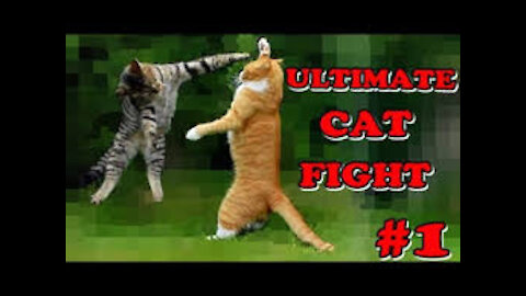 the biggest funny catfight