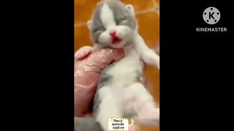 funny cats.. wait for end?? #funnyshorts#viral#trending#