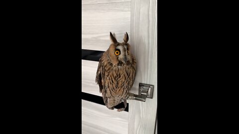 OWL security system