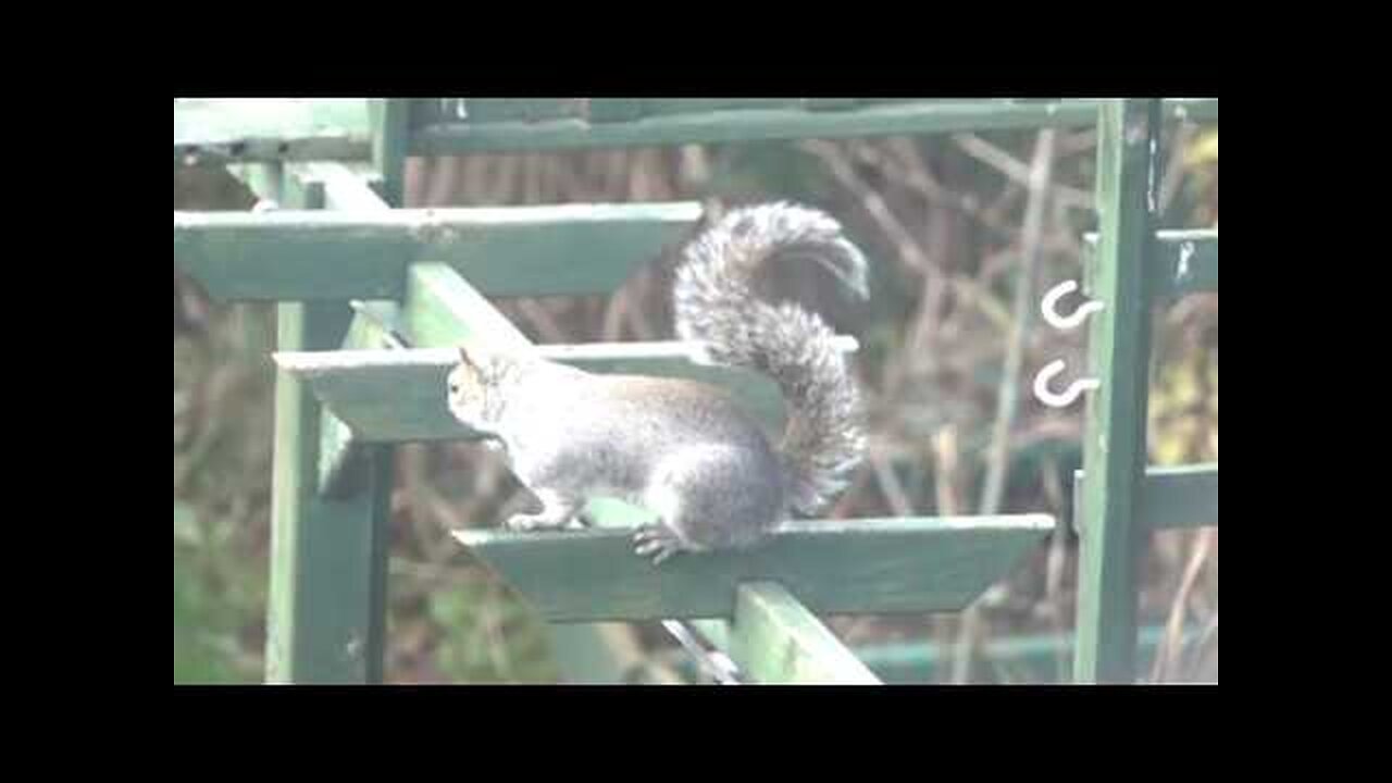 Squirrel flicking his tail in slow motion