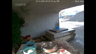 Porkchop going home 15:11