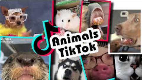 😹😹Cute Pets And Funny Animals Compilation Tiktok Edition 😹😹