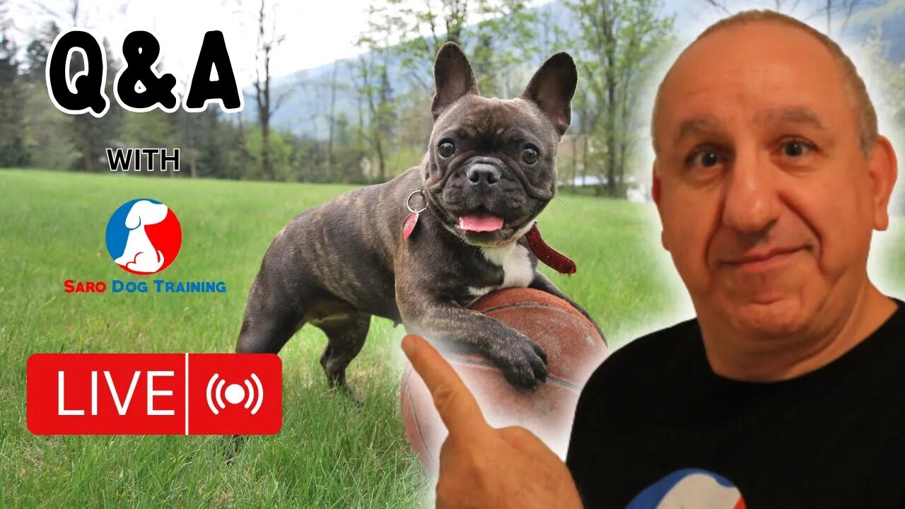 Dog Training and Dog Related Q&A Session With Saro Dog Training