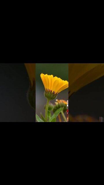 Calendula as a Diaphoretic
